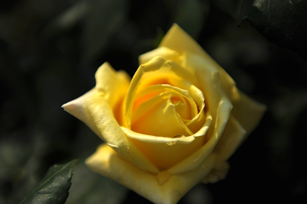 110518 hana 4 DSC_8282.jpg